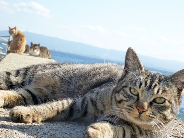 福岡】猫好きさんなら一度は行ってみたい猫の楽園！福岡の猫島