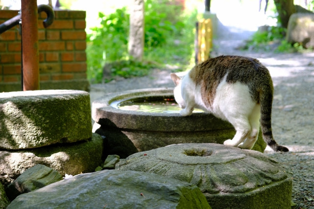 京都】地元の人にも観光客にも愛される！京都で猫と