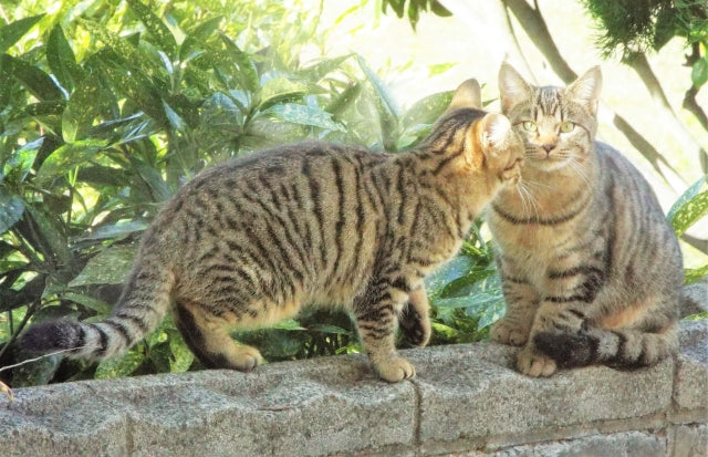 東京】猫まみれ！猫好きさん必見の東京でおすすめの猫スポット！