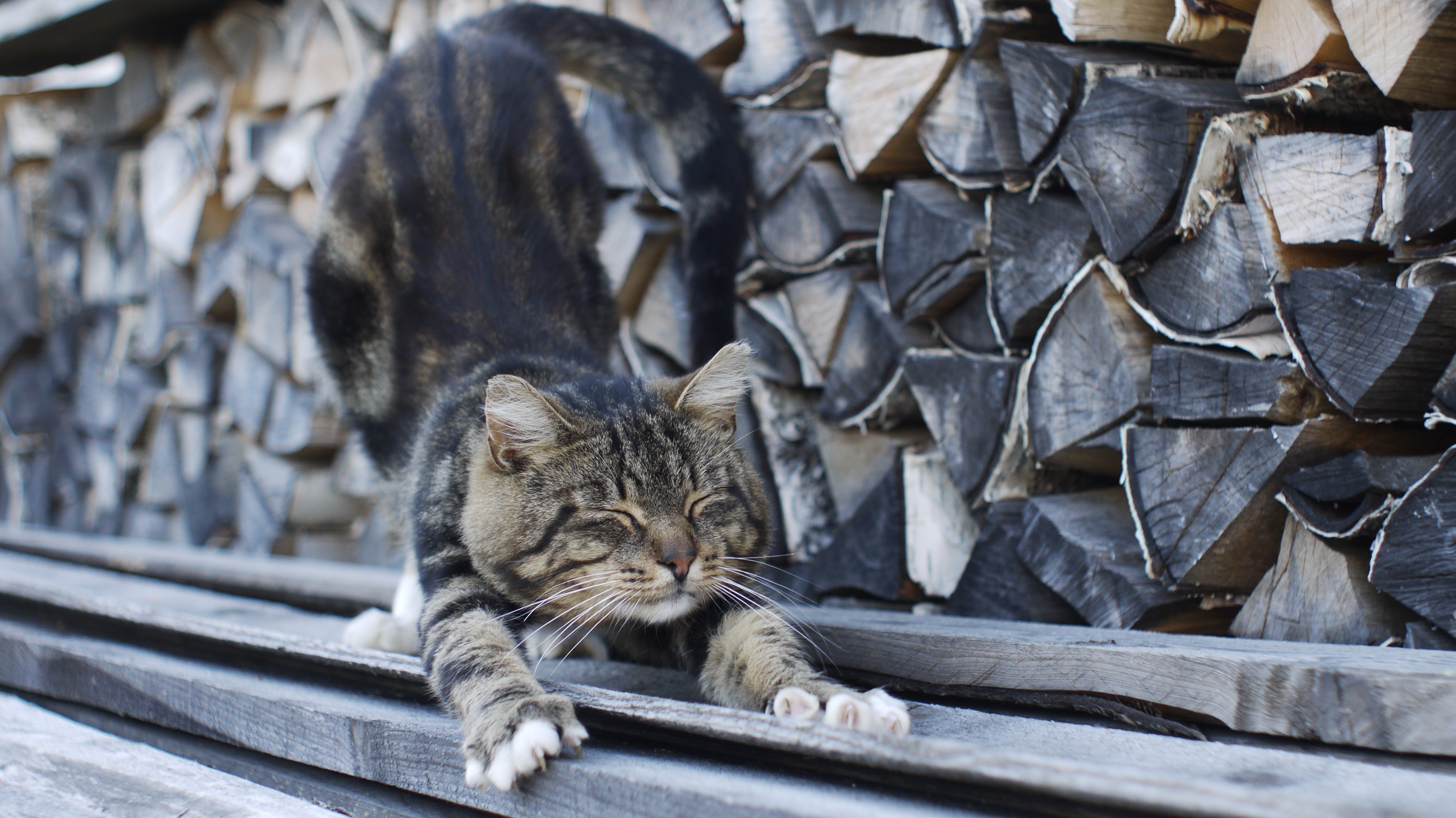 改めて知りたい！日本猫（和猫）の種類ってどんなもの？それぞれの特徴