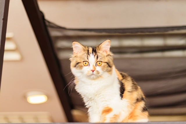 猫が駅長!猫に会える電車の旅!!