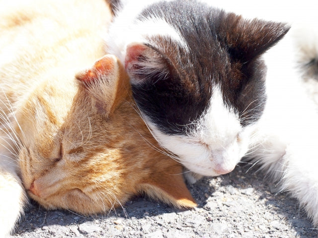 猫の多頭飼いについて