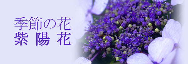 季節の花 紫陽花（あじさい）