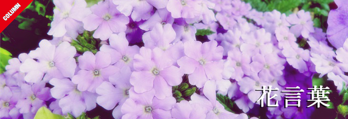 banner-flower-words_700x.png?v