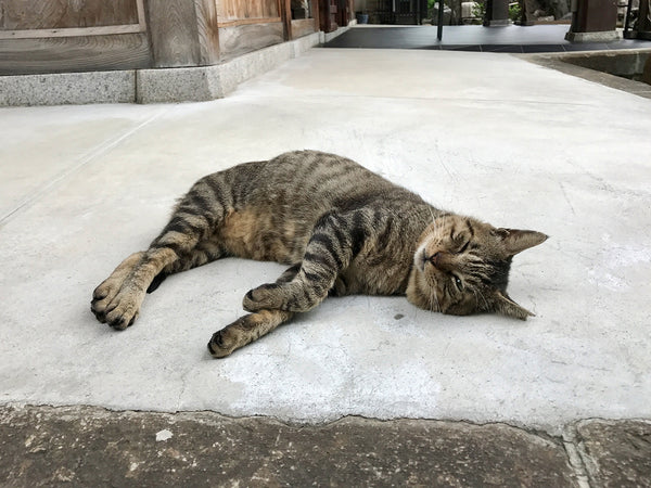 【京都】京都で寺社仏閣巡りをするならぜひ候補に！猫に出会える猫寺をご紹介！
