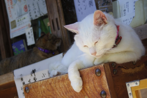 【京都】猫好きさんなら知っておきたい、猫に出会える京都の神社3選！！
