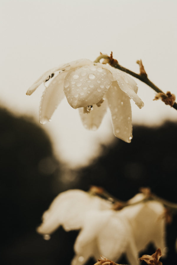 反物から雪花柄に染色する雪花絞りの魅力とは？