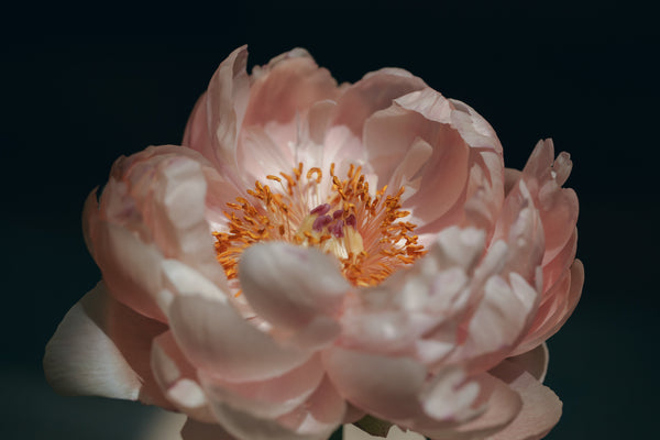 日本の花といえば…桜！浴衣と桜の相性は抜群です！