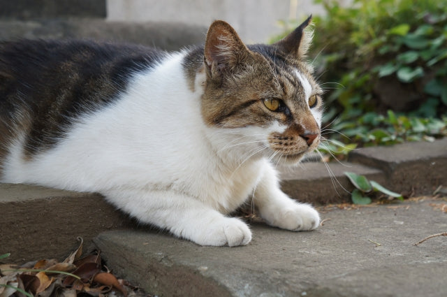 東京 猫まみれ 猫好きさん必見の東京でおすすめの猫スポット