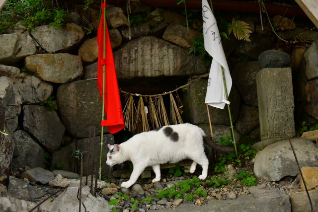 猫神様 日本に伝わる猫の神様と縁の深い神社をご紹介します 和猫グッズ 猫雑貨の専門通販