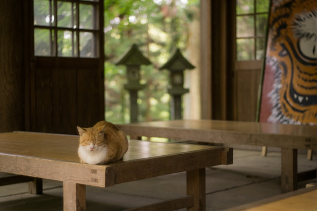 実はいっぱい居るんです 日本画の猫たち 和猫グッズ 猫雑貨の専門通販