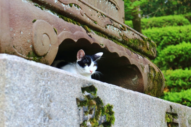 実はいっぱい居るんです。日本画の猫たち和猫グッズ・猫雑貨の専門通販