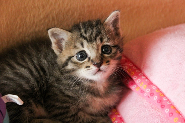 一緒に暮らしている猫ちゃんについて ストレス編 和猫グッズ 猫雑貨の専門通販