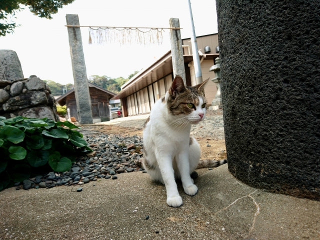 福岡 猫好きさんなら一度は行ってみたい猫の楽園 福岡の猫島5選をご紹介 コラム 和猫グッズ 猫雑貨の専門通販