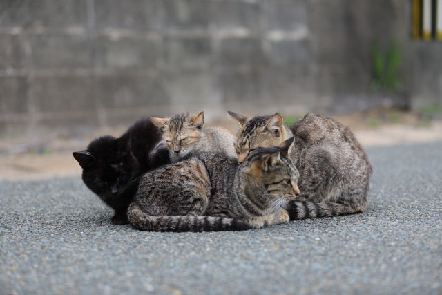 福岡 猫好きさんなら一度は行ってみたい猫の楽園 福岡の猫島5選をご紹介 コラム 和猫グッズ 猫雑貨の専門通販